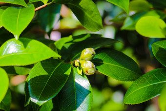 山茶花粳稻常见的山茶花日本山茶花椿本日本物种属山茶花