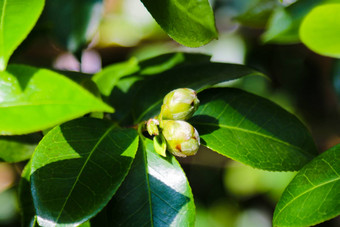 山茶花粳稻常见的山茶花日本山茶花椿本日本物种属山茶花