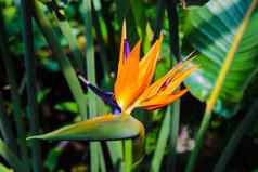 色彩斑斓的花鸟天堂鹤望兰雷吉纳开花植物花园