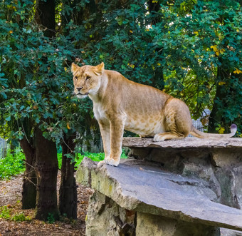 肖像女<strong>狮子</strong>坐着<strong>岩石</strong>热带野生猫非洲脆弱的动物specie