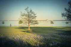 过滤后的图像德州状态花矢车菊盛开的湖春天