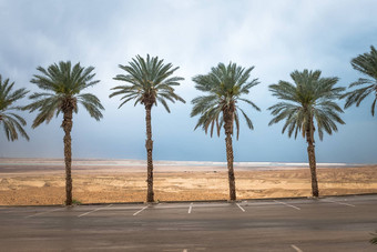 棕榈树以色列死海