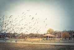 拥挤集团鸽子飞行美国公园秋天季节