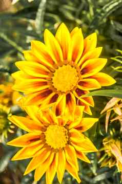 的原产地非洲雏菊黛西复合花阴影黄色的日益增长的夏天开花植物菊科家庭南部非洲