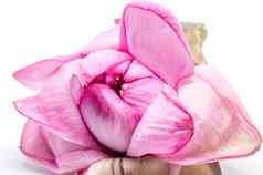 水莉莉池塘莉莉睡莲属odorata粉红色的白色颜色半透明的革质浮动叶子发现北美国白色背景