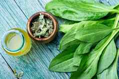 plantain-valuable药用植物