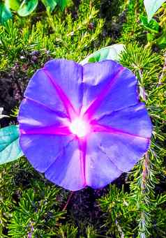 紫色的花中心粉红色的明星