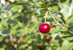 成熟的红色的浆果樱桃分支特写镜头模糊背景
