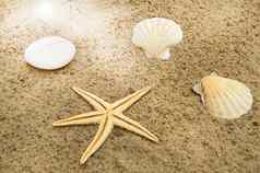 概念海滩假期旅行海星贝壳