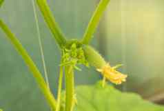 年轻的植物变绿黄瓜花挂分支阳光射线