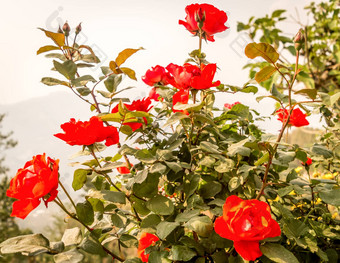 野生玫瑰树花园蔷薇属茜草属常年开花观赏植物灌木大艳丽的红色的颜色锋利的刺蔷薇科家庭成长美香