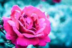 野生玫瑰物种花园蔷薇属茜草属常年开花观赏植物灌木大艳丽的红色的颜色锋利的刺蔷薇科家庭成长美香
