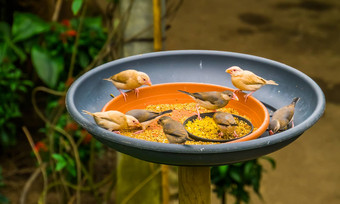 小热带鸟坐着喂养托盘吃种子鸟喂养解决方案保持采取护理异国情调的鸟
