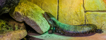 <strong>常见</strong>的<strong>蓝</strong>色的用舌头石龙子特写镜头热带蜥蜴澳大利亚印尼受欢迎的宠物herpetoculture