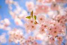樱花樱桃开花春天时间蓝色的天空