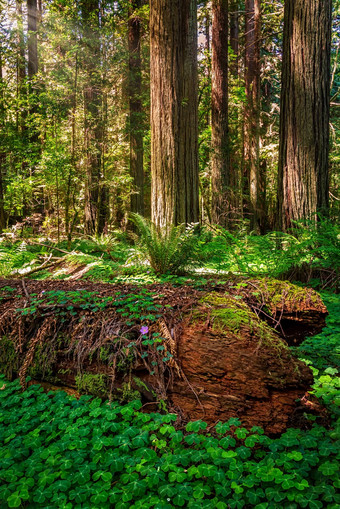 <strong>红木</strong>森林景观美丽的北部加州