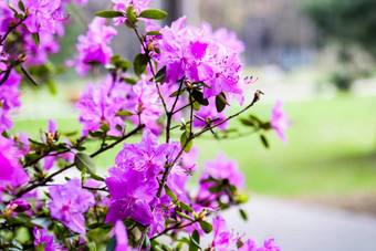 开花灌木杜鹃粉红色的花杜鹃种植护理培<strong>养</strong>杜鹃<strong>春</strong>天公园花园