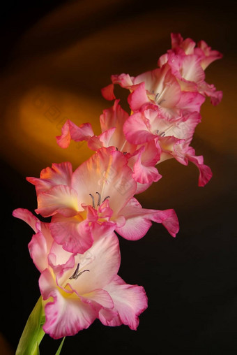 盛开的白色莉莉花味蕾百合属植物相同间隔拍摄镜头