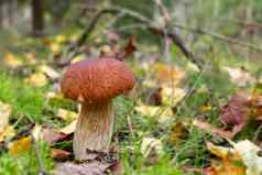 可食用的牛肝菌属Edulis蘑菇一分钱好王牛肝菌日益增长的森林图像