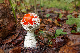 小蘑菇安妮塔飞木耳生长森林图像