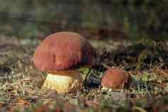 美丽的蘑菇牛肝菌属Edulis一分钱好成长松早间森林日出图像