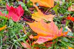黄色的橙色红色的叶子枫木绿色草坪上秋天景观