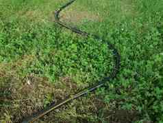 弯曲的黑色的花园软管绿色草草坪上