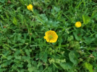 绿色植物杂草黄色的花草草坪上