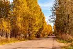 秋天景观农村路金桦木树路边图像