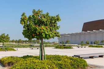 美丽的开花树巴林国家博物馆