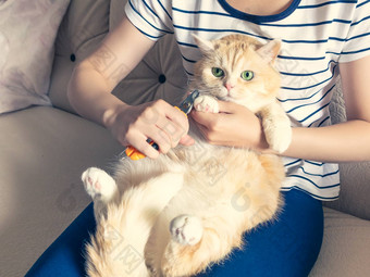 年轻的女孩削减爪子美丽的奶油小猫绿色眼睛