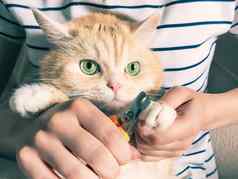 年轻的女孩削减爪子美丽的奶油小猫绿色眼睛