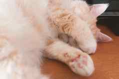 美丽的奶油虎斑猫睡觉表格覆盖脸爪子