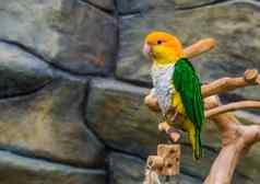 肖像白色大肚子的caique受欢迎的色彩斑斓的宠物养鸟濒临灭绝的鸟specie亚马逊巴西