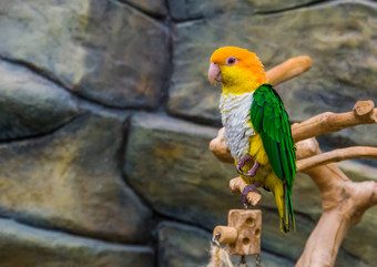 肖像白色大肚子的caique受欢迎的色彩斑斓的宠物养鸟濒临灭绝的鸟specie亚马逊巴西