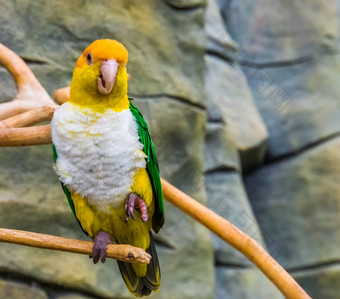 绿色大腿鹦鹉坐着分支有趣的色彩斑斓的鸟亚马逊巴西濒临灭绝的热带动物specie