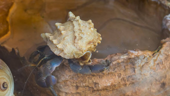 紫色的<strong>隐士</strong>土地蟹特写镜头甲壳纲动物美丽的壳牌受欢迎的动物日本