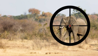 狩猎非洲<strong>大象</strong>自然栖息地