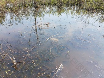 乌龟游泳<strong>沼泽湿地</strong>植物