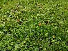 红色的野生草莓绿色草草坪上