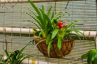 红色的植绒的空气植物花篮子受欢迎的热带装饰植物美国
