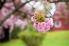 樱桃花朵农场建筑