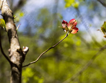 孤独的粉红色的山<strong>茱萸</strong>布鲁姆