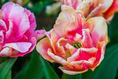 宏特写镜头充满活力的五彩缤纷的郁金香花培养观赏花园花自然背景
