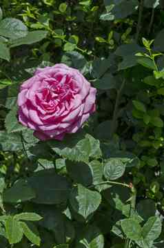 粉红色的玫瑰布什布鲁姆自然户外花园索菲亚