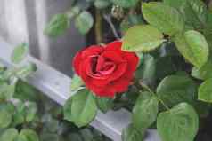 红色的玫瑰花盛开的玫瑰花园背景