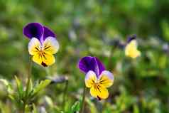 盛开的黄色的紫罗兰色的紫罗兰常年春天花园