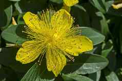 金丝桃属植物卡利西努姆约翰麦汁黄色的玫瑰沙龙布什花特写镜头中央质量明亮的黄色的雄蕊