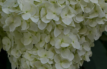 多个白色绣球花植物绣球花花布鲁姆关闭花园索菲亚保加利亚
