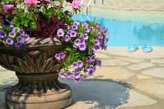 在游泳池边美丽的彩色的花
